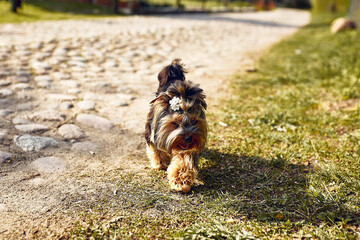 Yorkshire Terrier. Little cute dog on a walk in the street. Bright background with bokeh