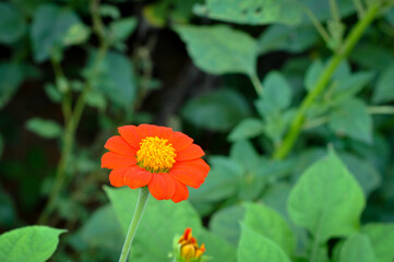 Chrysanthemum Flowers Background