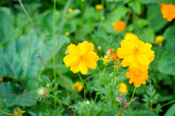 Chrysanthemum Flowers Background