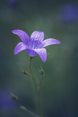 Fototapeta na wymiar Wild flower in the meadow Campanula patula 