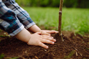 Kid hand  planting young tree on black soil as save world concept. Little gardener. Spring concept, nature and care.