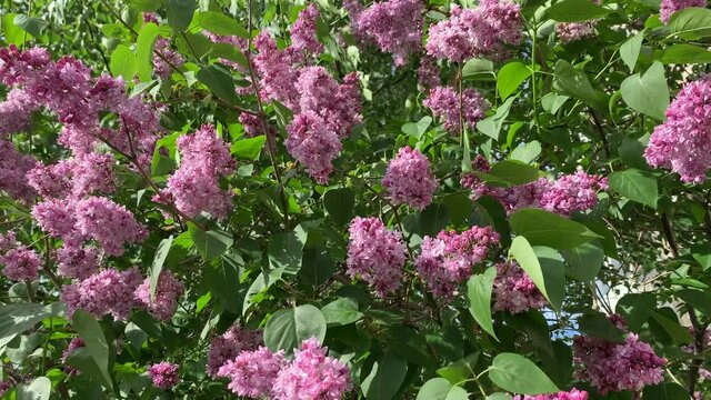 A close up video of blossoming branches of a lilac, sunny weather