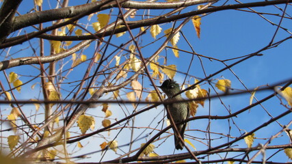 colibríes, picaflor