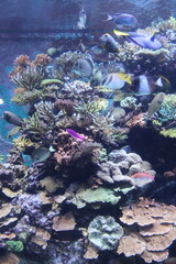 Fototapeta na wymiar Poissons de récif, aquarium de Singapour 