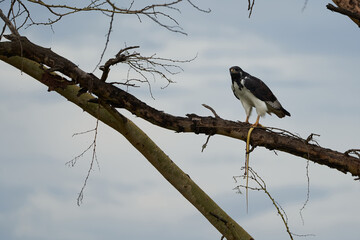 Augur buzzard Couple Buteo augurarge African bird of prey with catch eastern green mamba Dendroaspis angusticeps highly venomous snake