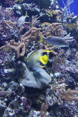 Fototapeta na wymiar Poissons de récif, aquarium de Singapour