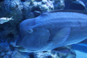 M&eacute;rou de l'aquarium de Singapour	