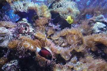 Fototapeta na wymiar Anémone, aquarium de Singapour