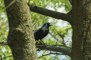 Cawing Grackle