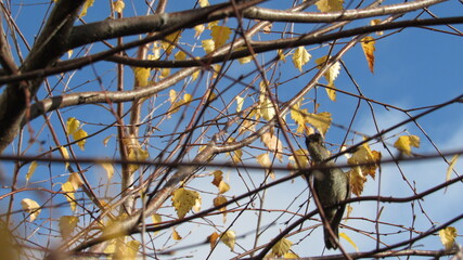 colibríes, picaflor © Victor 