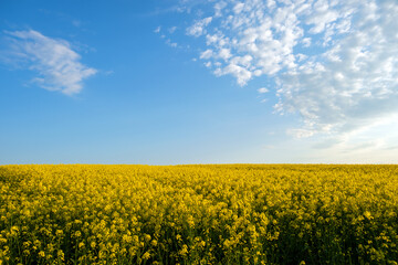 Fototapeta premium Landscape with blooming yellow rapeseed agricultural field and blue clear sky in spring.