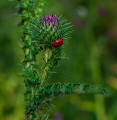 Ladybug searching for food on the flower of a wild thistle