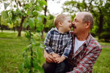 Little boy helping his grandfather to plant the tree while working together in the garden. Fun little gardener. Spring concept, nature and care.