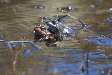 Water frog Pelophylax and Bufo Bufo in mountain lake with beautiful reflection of eyes Spring Mating