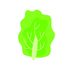 Green leaf of lettuce or cabbage.