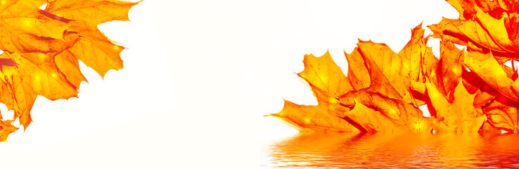 Bright colorful autumn leaves