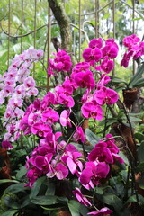 Jardin aux orchidées à Singapour	