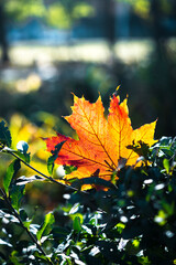Red-orange leaf in sunlight on bokeh background. Beautiful autumn landscape with green grass. Colorful foliage in the park. Falling leaves natural background