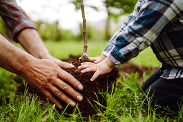 Fototapeta na wymiar Hands of grandfather and little boy planting young tree in the garden. Planting a family tree. Spring concept, nature and care.