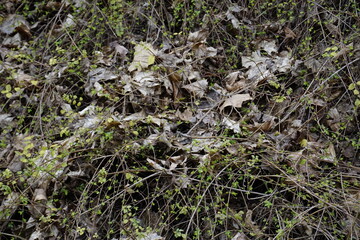 moss on the ground