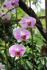 Jardin aux orchidées à Singapour	
