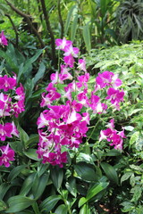 Fototapeta na wymiar Jardin aux orchidées à Singapour