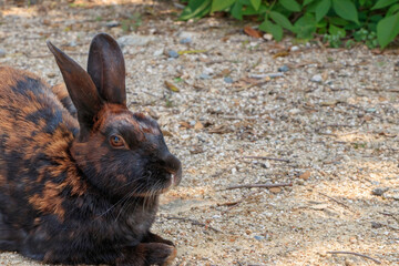 大久野島のうさぎ　広島県竹原市　
Rabbits Okunojima Island Hiroshima Takehara city