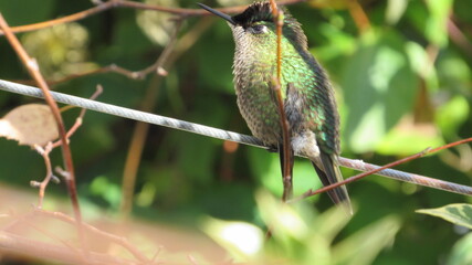 colibríes, picaflor © Victor 