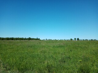 Fototapeta premium green grass and blue sky