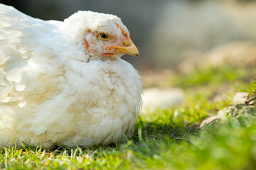 Hen feed on traditional rural barnyard. Close up of white chicken sitting on barn yard with green grass. Free range poultry farming concept.