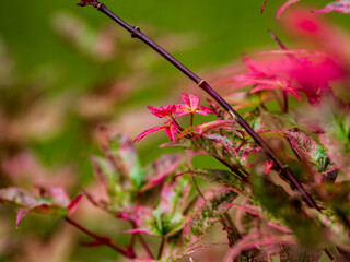 red flower in the garden