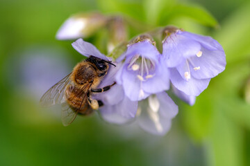 Honey Bee on Purple Flowers
