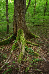 Roots of an old tree overgrown with moss in a natural deciduous forest, wilderness landscape in northern Germany