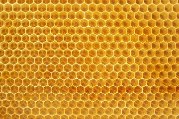 Honeycombs of honey bees close-up.