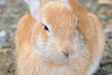 大久野島のうさぎ　広島県竹原市　
Rabbits Okunojima Island Hiroshima Takehara city