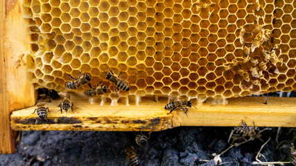 Honeycombs of honey bees close-up with bees.