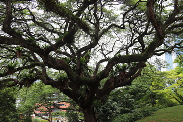 Fototapeta premium Arbre dans un parc à Singapour