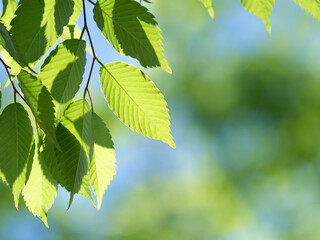 新緑のケヤキ