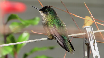 colibríes, picaflor © Victor 