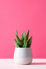 Aloe cactus on pink background succulent plant in pot copy space Minimal summer still life concept