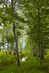 Obraz premium forest in the morning