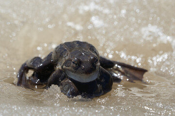  Bufo Bufo in mountain lake with beautiful reflection of eyes Spring Awakening Mating Ice