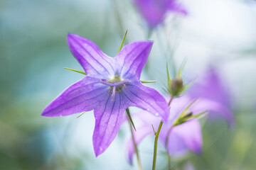 Wild flower in the meadow Campanula patula 