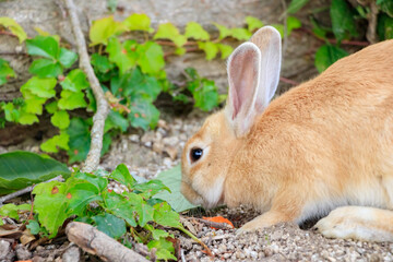 大久野島のうさぎ　広島県竹原市　
Rabbits Okunojima Island Hiroshima Takehara city