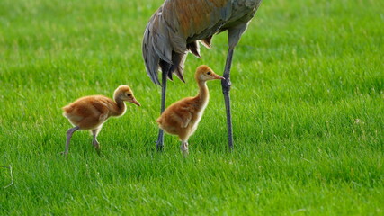 Family of Cranes walking in Michigan
