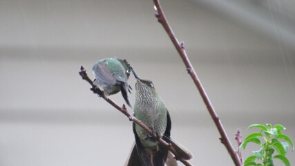 colibríes, picaflor © Victor 