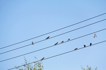 Birds Swifts sitting on several electric wires in the form of a musical score