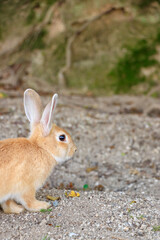 大久野島のうさぎ　広島県竹原市　
Rabbits Okunojima Island Hiroshima Takehara city