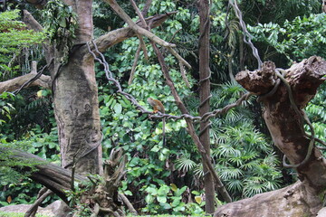 Singe du zoo de Singapour	