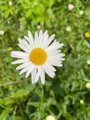 Obraz premium chamomile